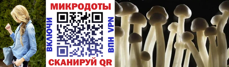 купить Ачхой-Мартан Псилоцибиновые грибы Psilocybine cubensis